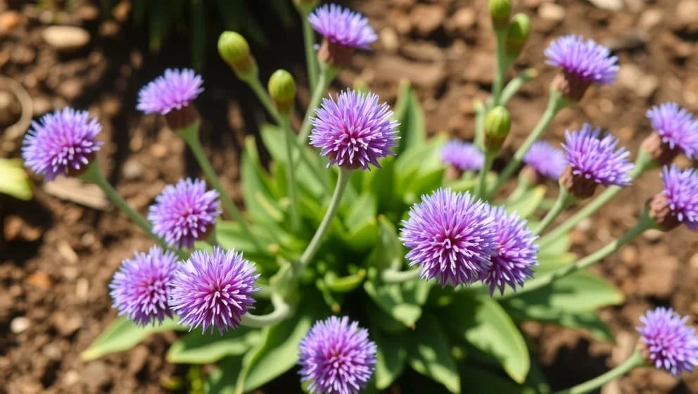Allium Purple Sensation växer bäst på solig plats